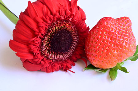 Strawberry and red gerbera isolated on white background.の写真素材