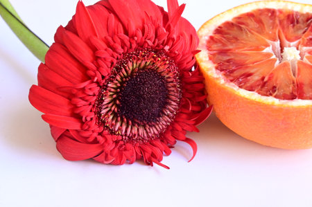 Red gerbera and orange isolated on white background. Studio shot.の写真素材