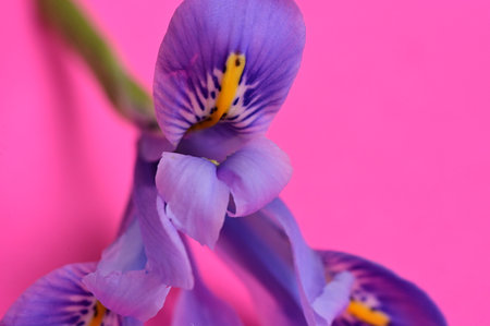 <p>iris very nice colorful flower with close up</p>の写真素材