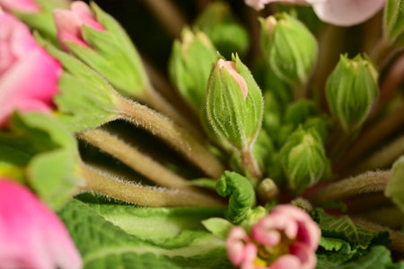 bud flower very nice plant with close upの写真素材