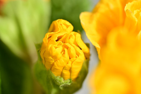 bud flower very nice colorful flowerの写真素材