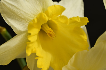 narcissus very nice colorful spring flowerの写真素材
