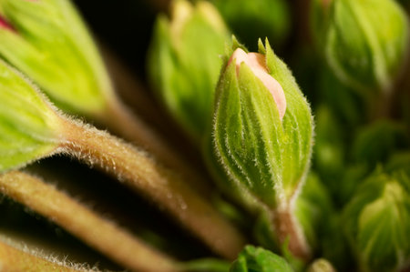 bud garden flower with close upの写真素材
