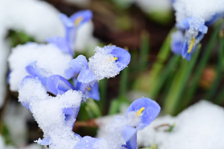crocus very pretty colorful garden flower under snowの写真素材