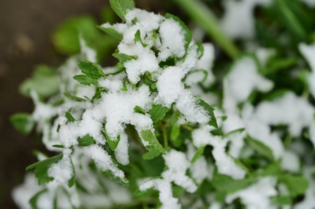 under snow is my gardenの写真素材