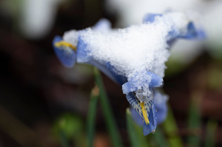 iris very nice flower under snowの写真素材
