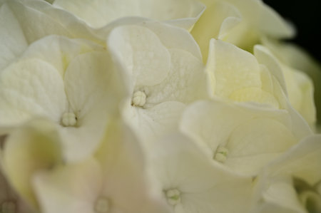 hydrangea very pretty spring flower with close up