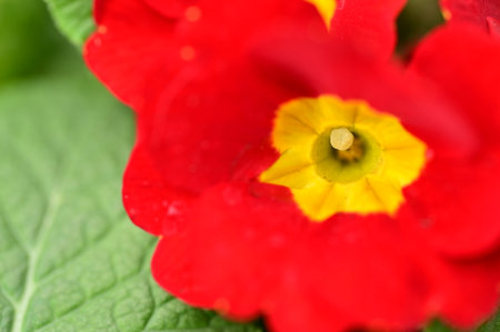 primrose very pretty spring flower