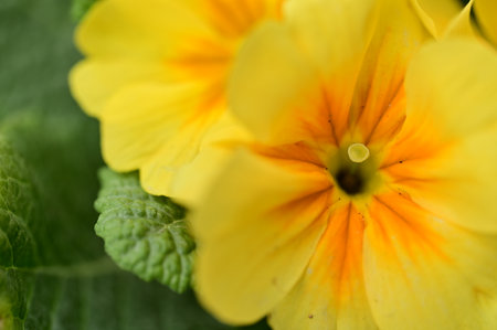 primrose very pretty colorful spring flowerの写真素材