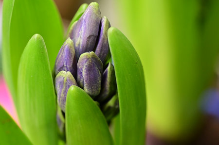 bud hyacinth very pretty spring flowerの写真素材