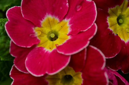 primrose very nice colorful spring flowerの写真素材