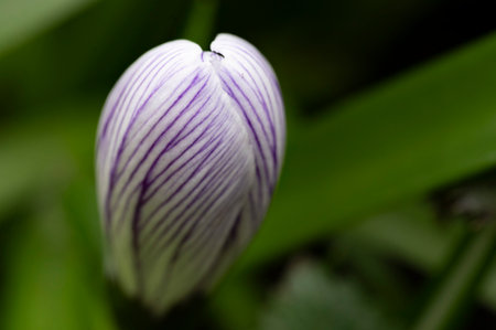 bud crocus very nice little garden flower