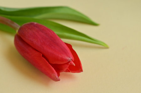 Red tulip on a yellow background with space for text, close upの写真素材