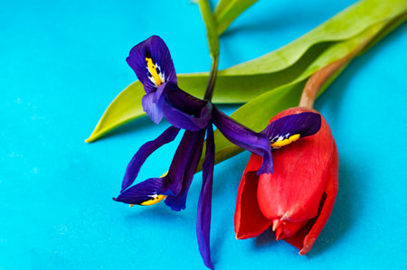 iris and tulip colorful flower with close up