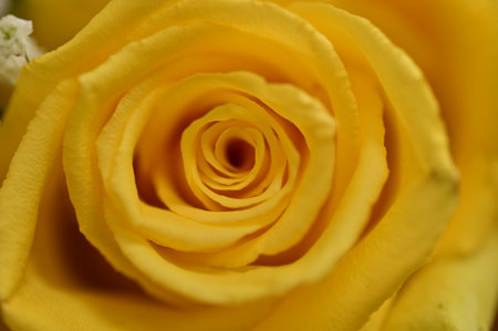 rose very pretty colorful flower with close upの写真素材