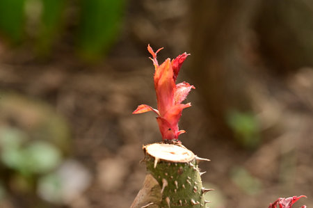 bud in my garden with close up