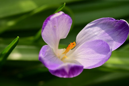 crocus very nice colorful spring flower