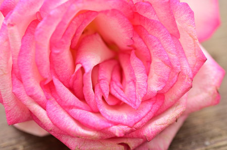 rose very nice colorful flower with close upの写真素材
