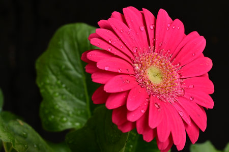 gerbera very nice colorful garden flowerの写真素材