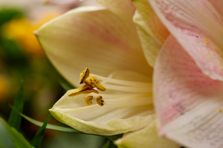 lily very nice flower with close upの写真素材