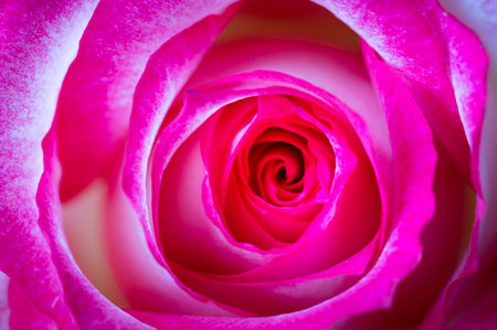 rose vey nice colorful flower with close upの写真素材