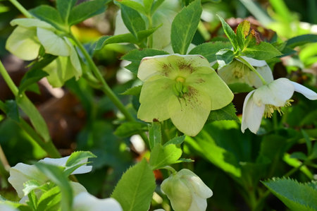 hellebore very nice colorful flower  with close upの写真素材