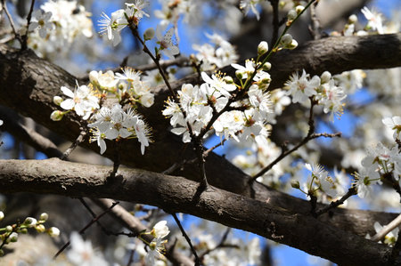 tree blossom very nice colorful plant in the sunshineの写真素材