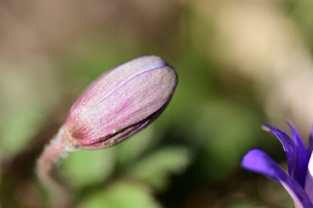 bud flower in my garden in the sunshineの写真素材