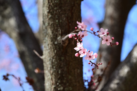 colorful tree blossom in the sunshine