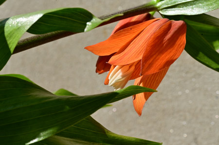 colorful garden flower in the sunshine with close upの写真素材