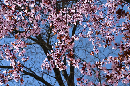 colorful tree blossom in my garden in the sunshineの写真素材