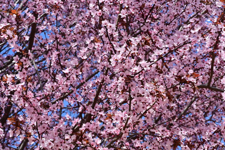 flowering tree in my garden with close upの写真素材