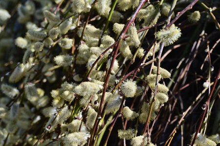 catkin very nice colorful tree in my garden