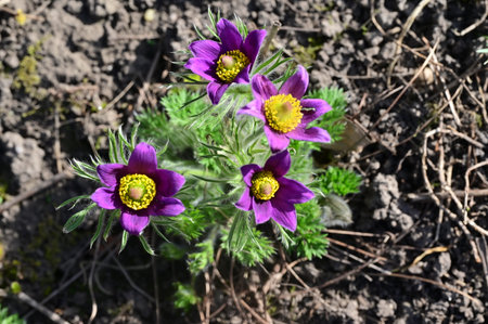 colorful garden flower with close up