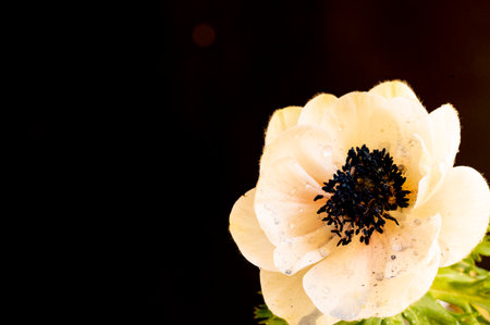 garden colorful flower with close upの写真素材