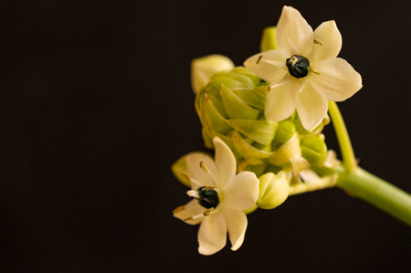 beautiful little flower on a black backgroundの写真素材