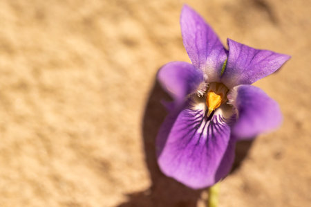 violet very little spring colored flowerの写真素材
