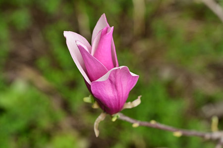 magnolia very nice colorful spring garden flowerの写真素材