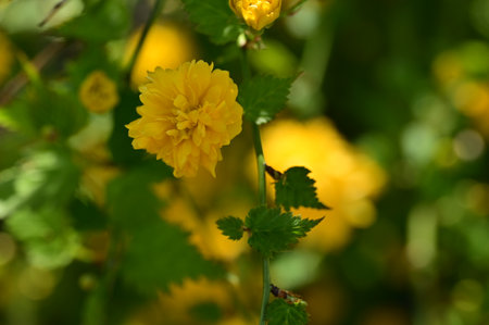 flowering bush very nice colorful flower in the sunshineの写真素材