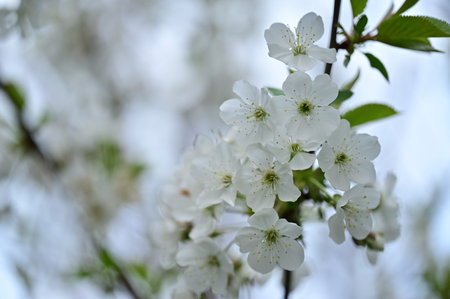 tree blossom in my garden in the sunshineの写真素材