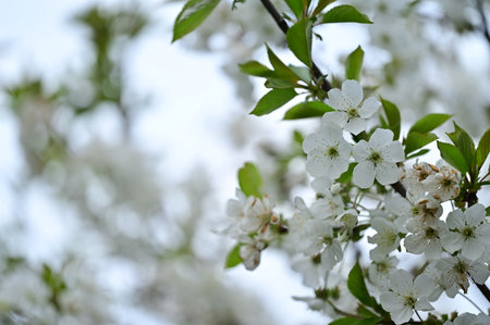 tree blossom in my garden in the sunshineの写真素材