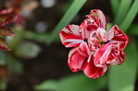 tulip colorful spring garden flowerの写真素材