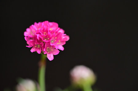 colorful garden flower with close up