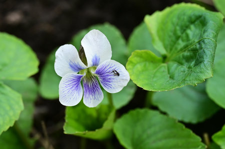 very pretty colorful violet flower with close up