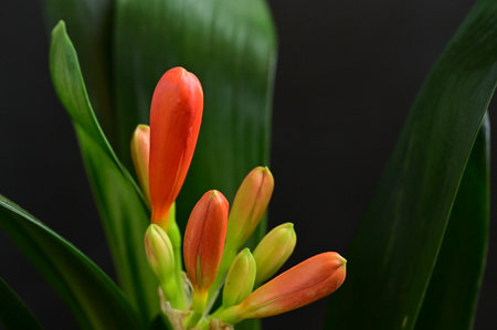 bud flower very nice colorful plant from close