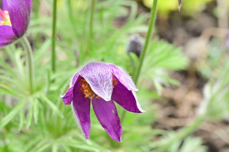colorful spring garden flower in the sunshine