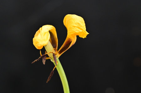 withered tulip flower from close