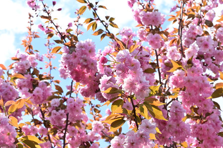 flowering bush in the sunshine from close