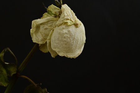 withered rose flower on a black background