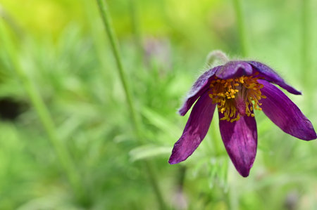 colorful garden flower in the sunshine